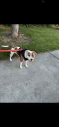 Lost Male Dog last seen Franklin and Big horn, Elk Grove, CA 95758