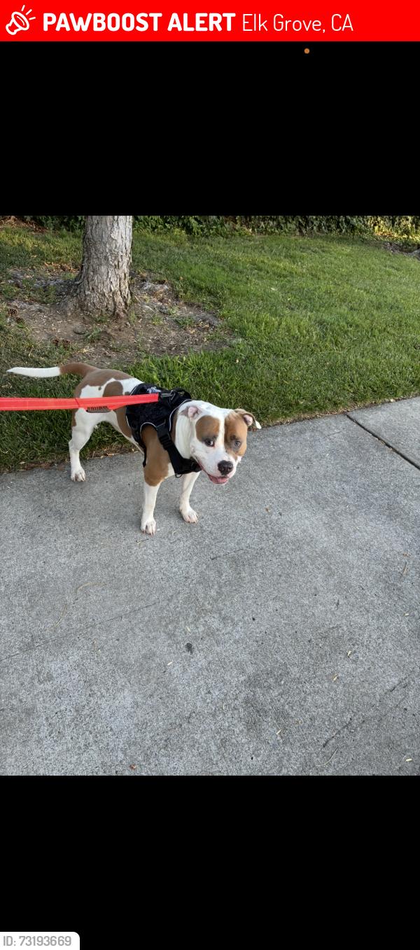 Lost Male Dog last seen Franklin and Big horn, Elk Grove, CA 95758