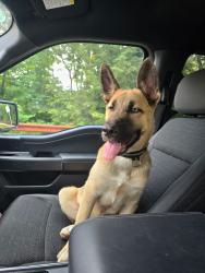 Reunited Male Dog last seen S 12th Street near Monro Auto Service, Allentown, PA 18103