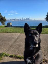 Reunited Female Dog last seen 112th and 74th ave, Puyallup, WA 98373