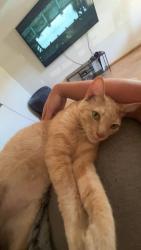 Reunited Male Cat last seen Market st near GMC dealership, Concord, CA 94520