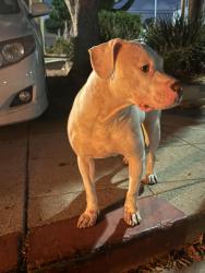 Found/Stray Male Dog last seen 48th St & Polk, San Diego, CA 92105