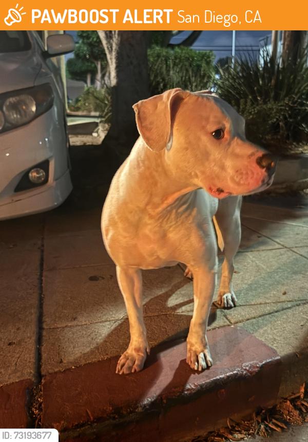 Found/Stray Male Dog last seen 48th St & Polk, San Diego, CA 92105