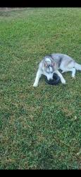 Reunited Male Dog last seen mccreeles market and hot wheels area, San Antonio, TX 78223