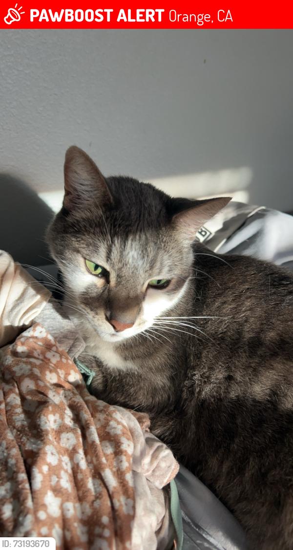 Lost Male Cat last seen El Modena Open Space, Orange, CA 92869