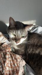 Lost Male Cat last seen El Modena Open Space, Orange, CA 92869