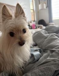 Lost Female Dog last seen Wheatgrass & Bluestem, Murrieta, CA 92563