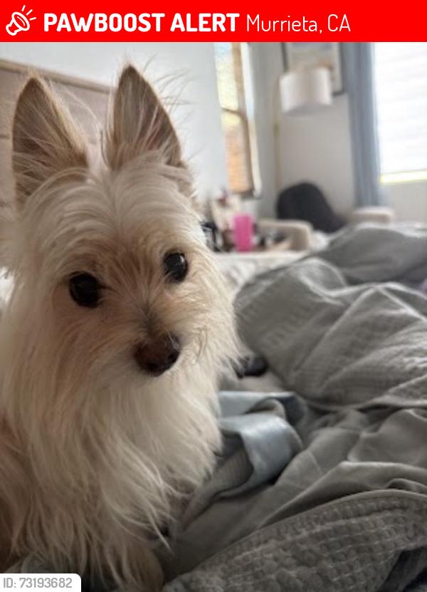 Lost Female Dog last seen Wheatgrass & Bluestem, Murrieta, CA 92563