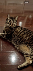 Lost Male Cat last seen Old Niskyuna rd and Maxwell rd, Albany, NY 12211