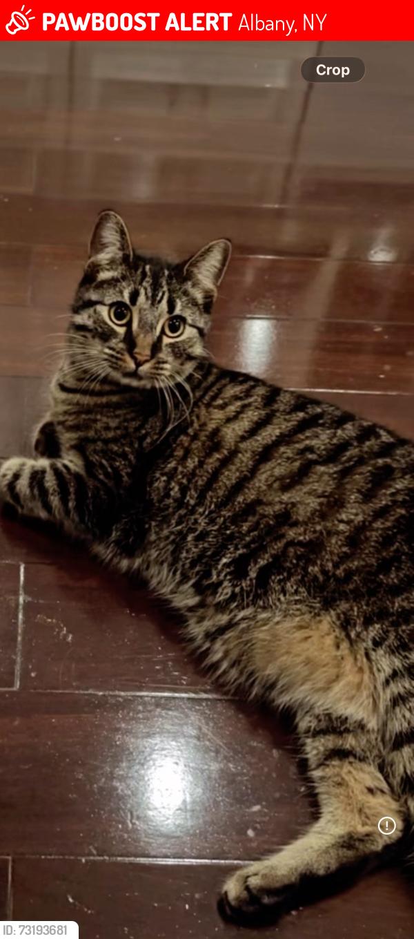 Lost Male Cat last seen Old Niskyuna rd and Maxwell rd, Albany, NY 12211