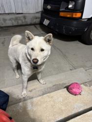 Lost Male Dog last seen 54th 9th, Los Angeles, CA 90043