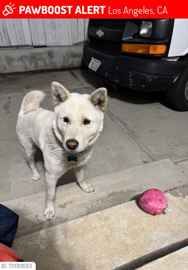 Lost Male Dog last seen 54th 9th, Los Angeles, CA 90043