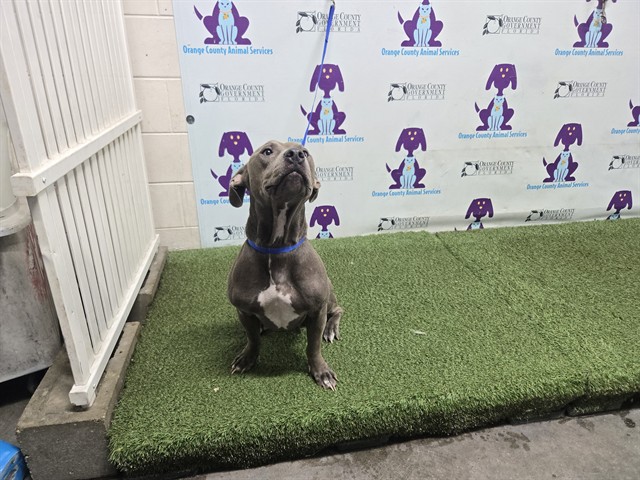 Shelter Stray Female Dog last seen , 2769 Conroy Rd, Orlando, FL 32839, USA