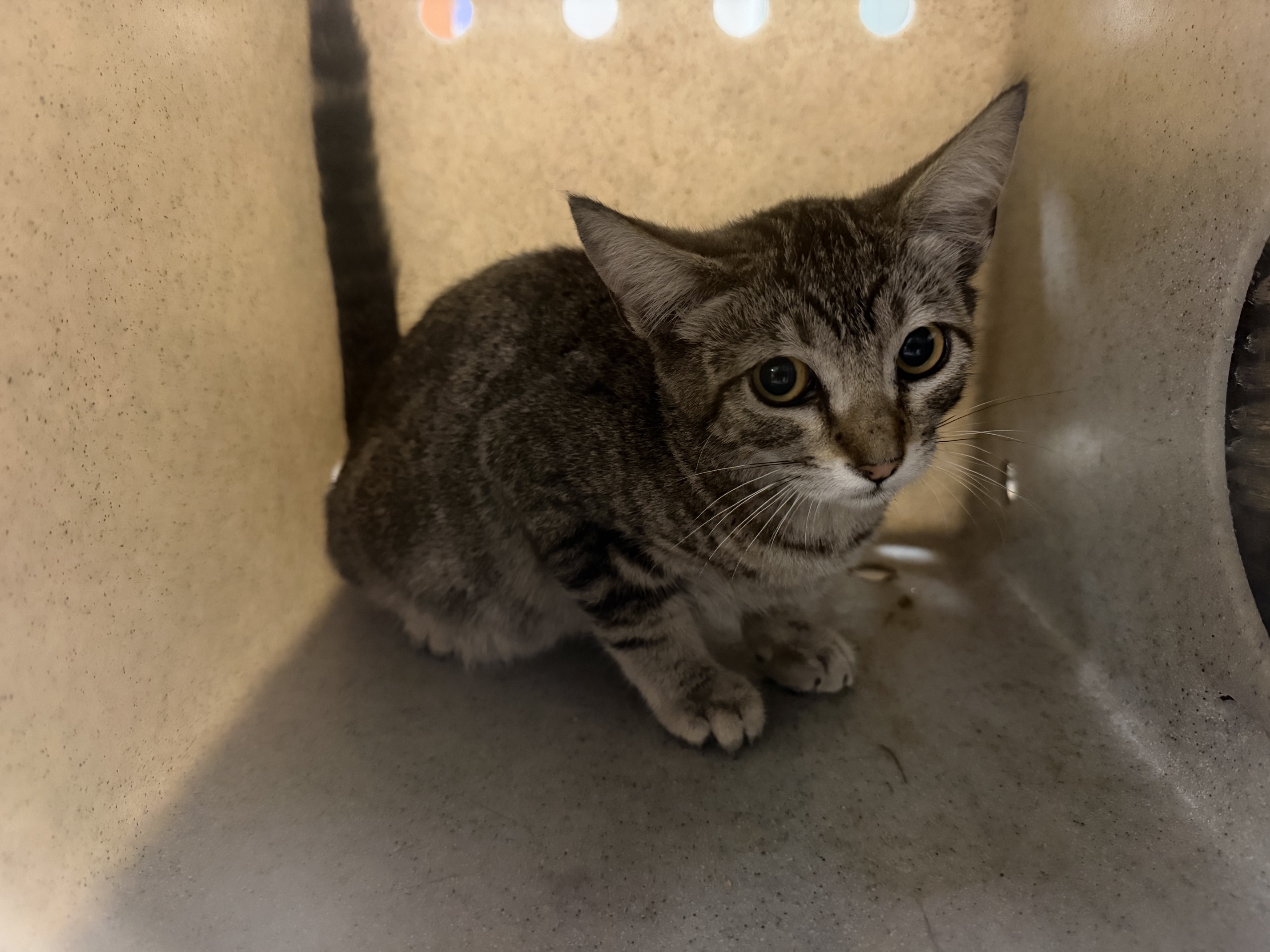 Shelter Stray Female Cat last seen , 957 N Gaffey St, San Pedro, CA 90731, USA