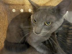 Shelter Stray Male Cat last seen , 957 N Gaffey St, San Pedro, CA 90731, USA