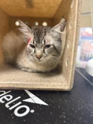 Shelter Stray Male Cat last seen Near BLOCK DOOLITTLE AVE, RIVERSIDE CA 92503, 6851 Van Buren Boulevard, Jurupa Valley, CA 92509, USA