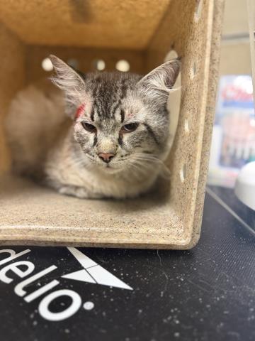 Shelter Stray Male Cat last seen Near BLOCK DOOLITTLE AVE, RIVERSIDE CA 92503, 6851 Van Buren Boulevard, Jurupa Valley, CA 92509, USA