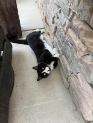 Lost Male Cat last seen Simpson dr, Sanford, NC 27330