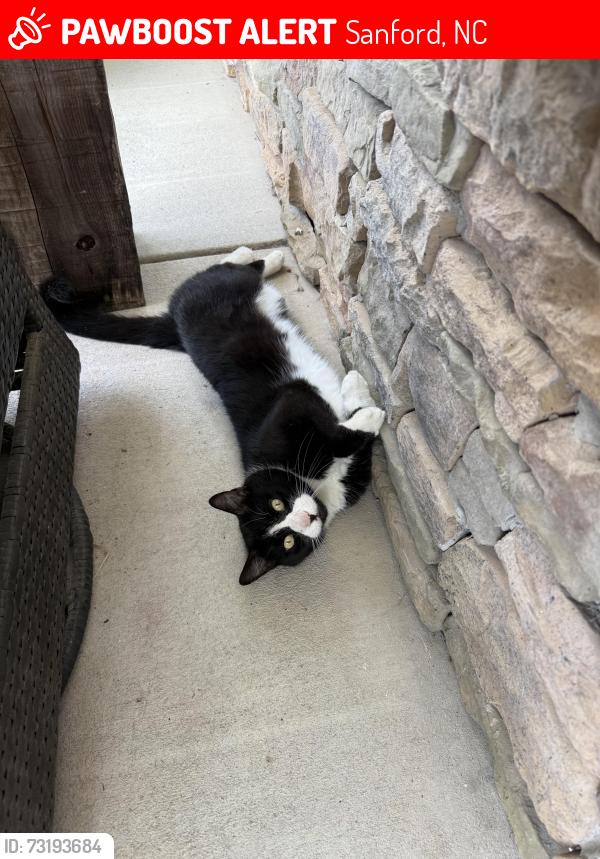 Lost Male Cat last seen Simpson dr, Sanford, NC 27330