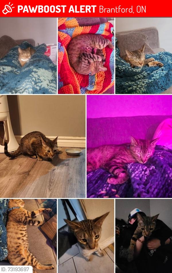 Lost Female Cat last seen Alfred and Dalhousie, Brantford, ON 