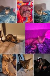 Lost Female Cat last seen Alfred and Dalhousie, Brantford, ON 