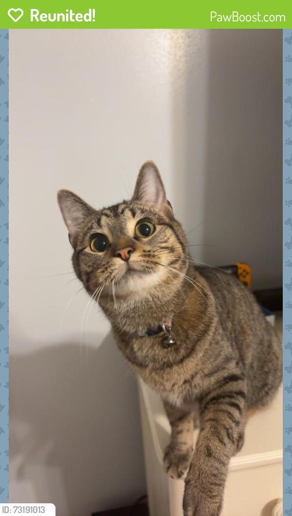Reunited Female Cat last seen Wall Triana Hwy, Madison, AL 35757