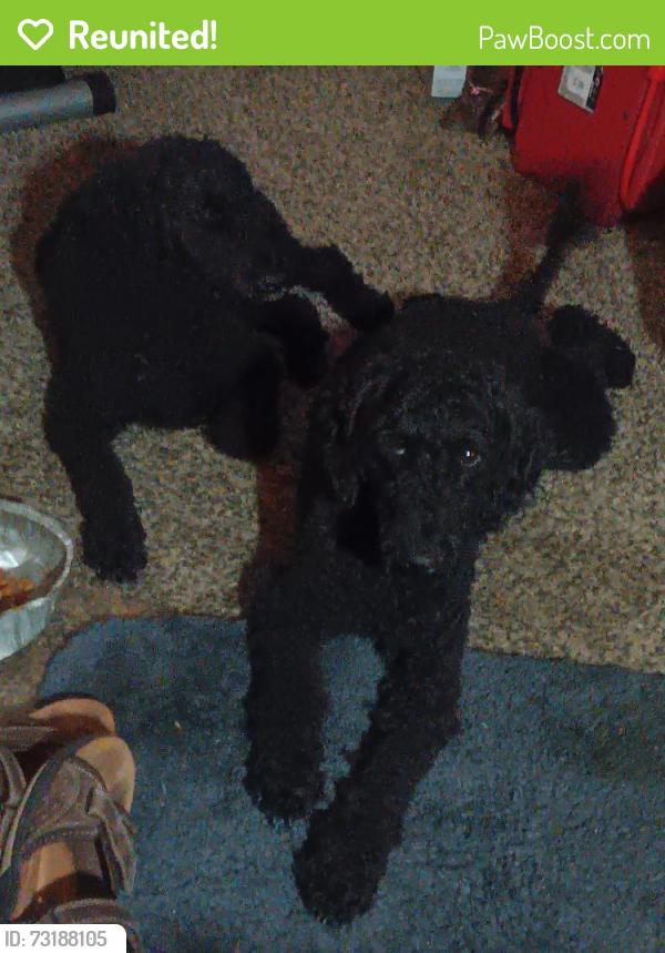 Reunited Male Dog last seen Lloyd lane, fortworth,tx, Fort Worth, TX 76135