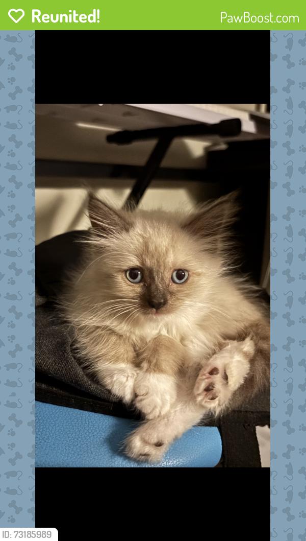 Reunited Female Cat last seen Commonwealth Avenue, Blackwall 2256, Blackwall, NSW 2256