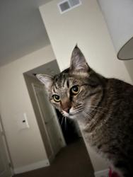 Reunited Male Cat last seen Near linda vista, San Diego, CA 92110