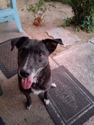 Found/Stray Male Dog last seen Kingtree Ave & J4, Lancaster, CA 93534