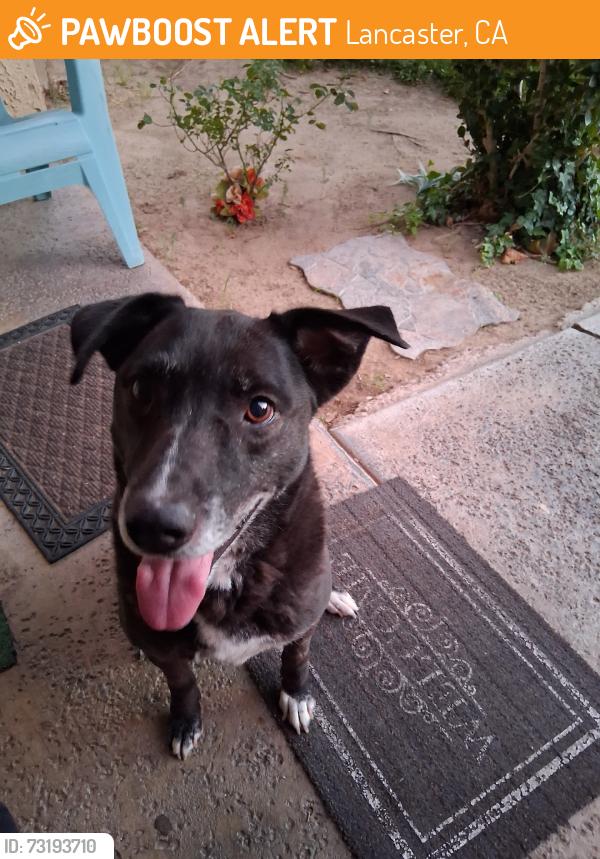 Found/Stray Male Dog last seen Kingtree Ave & J4, Lancaster, CA 93534