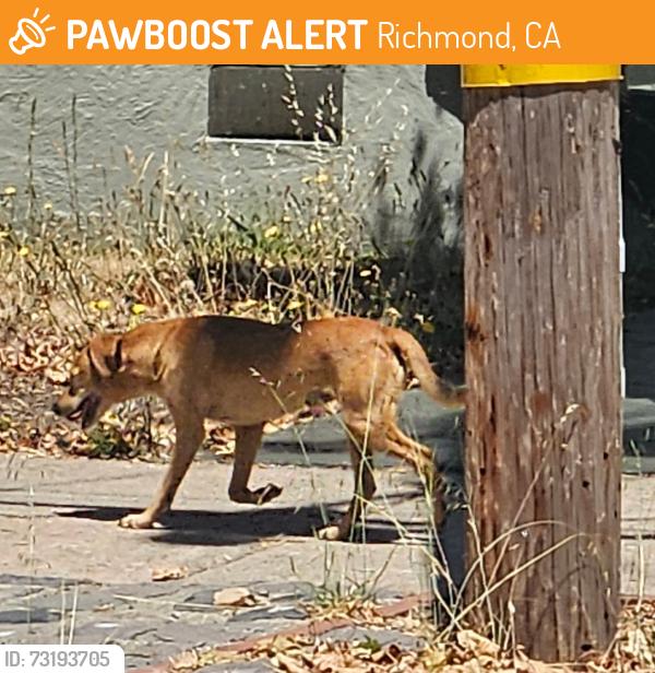 Found/Stray Unknown Dog last seen 31st St, Richmond, CA 94805