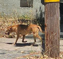 Found/Stray Unknown Dog last seen 31st St, Richmond, CA 94805