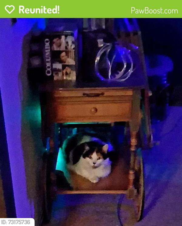 Reunited Female Cat last seen Near Old Placerville Road, Sacramento, CA 95827
