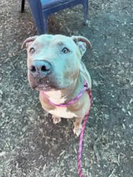 Shelter Stray Male Dog last seen Near S Deshon Rd Lithonia, 30058, 30058, GA, 3280 Chamblee Dunwoody Rd, Chamblee, GA 30341, USA