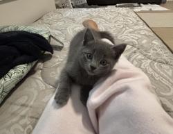 Shelter Stray Male Cat last seen Near Langston Trace Stone Mountain, 30083, 30083, GA, 3280 Chamblee Dunwoody Rd, Chamblee, GA 30341, USA