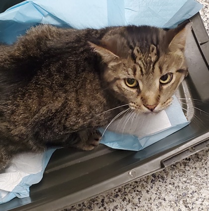 Shelter Stray Male Cat last seen Falls Church, VA, 22042,ParkwoodCt&Parkwood Terr, Fairfax County, VA, 4500 West Ox Rd, Fairfax, VA 22030, USA