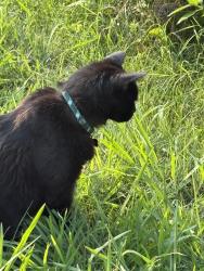 Found/Stray Male Cat last seen On the w&od trail at the intersection where Pennsylvania meets greats falls, Falls Church, VA 22046