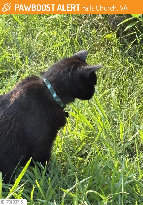 Found/Stray Male Cat last seen On the w&od trail at the intersection where Pennsylvania meets greats falls, Falls Church, VA 22046