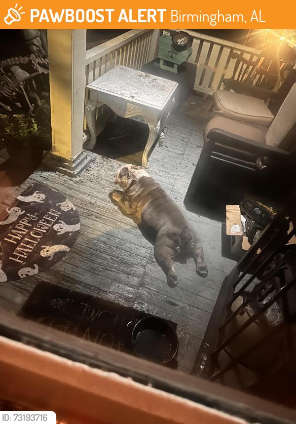 Found/Stray Male Dog last seen Dreamland, Birmingham, AL 35205
