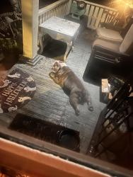 Found/Stray Male Dog last seen Dreamland, Birmingham, AL 35205