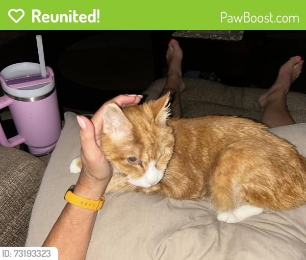 Reunited Male Cat last seen Near cypress court, Trafford, PA 15085