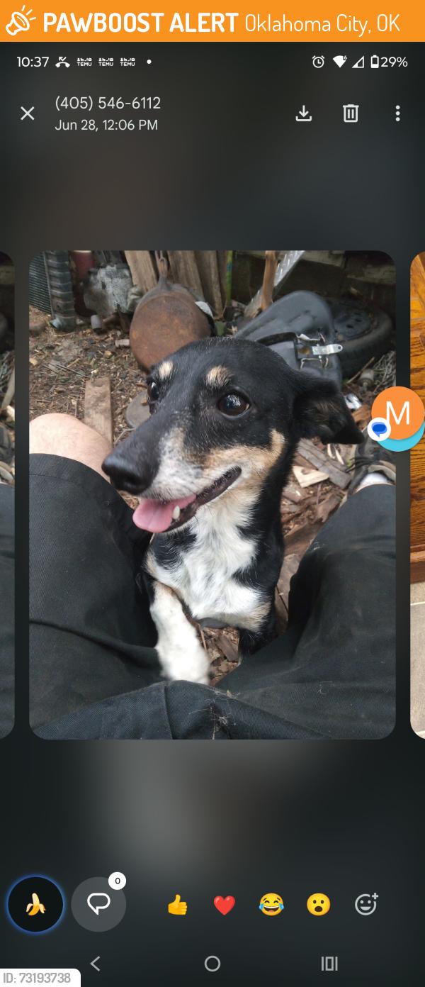 Found/Stray Male Dog last seen Agnew, Oklahoma City, OK 73102