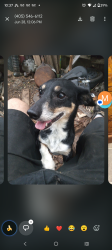 Found/Stray Male Dog last seen Agnew, Oklahoma City, OK 73102