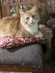 Lost Male Cat last seen Dresden Drive, Dresden Park, Buford Hwy, Atlanta, GA 30345