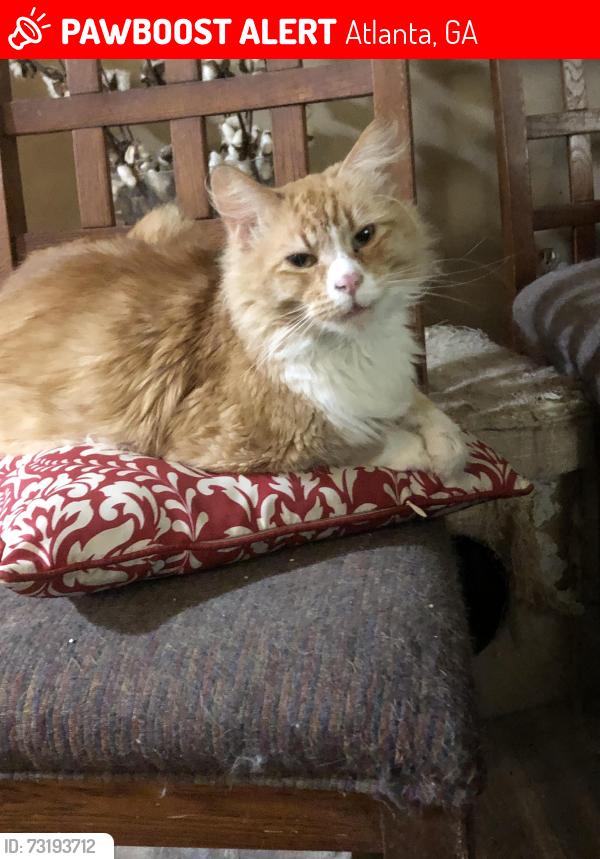 Lost Male Cat last seen Dresden Drive, Dresden Park, Buford Hwy, Atlanta, GA 30345