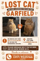 Lost Male Cat last seen 21st and Cumberland, Indianapolis, IN 46229