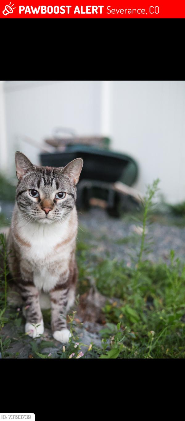 Lost Male Cat last seen The Overlook Park, Severance, CO 80550
