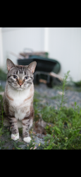 Lost Male Cat last seen The Overlook Park, Severance, CO 80550