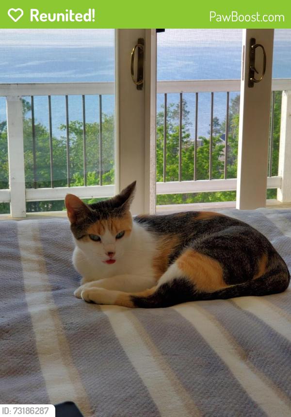 Reunited Female Cat last seen Bay Ridge subdivision, Williamsburg, MI 49690